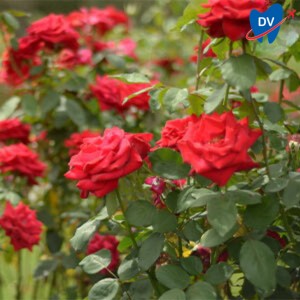 Zakir Hussain Rose Garden