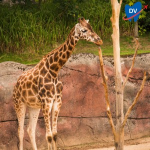 mahendra chaudhary zoological park chandigarh